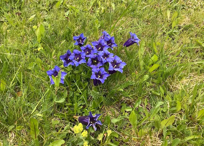 Appartamento Azalea 6 By Interhome